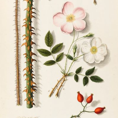 Scent Nature Beauty botanical origins Fitzwilliam Museum Cambridge