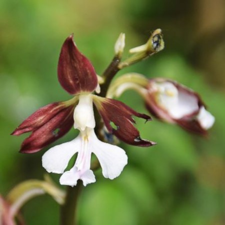 guide-plants-shadow-book-cedric-basset-ulmer-editions