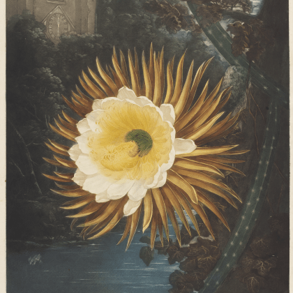 Roots-seeds-400-Years-Oxford-Botany