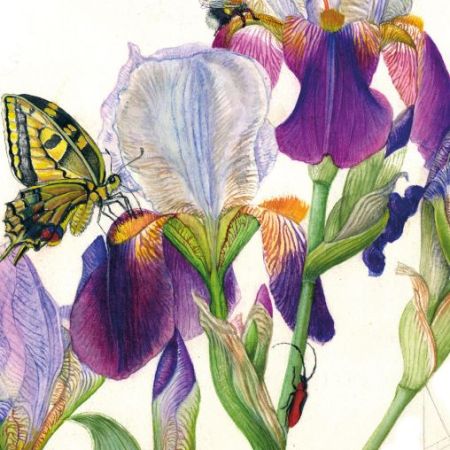 Botanical Paintings exhibitions Rome