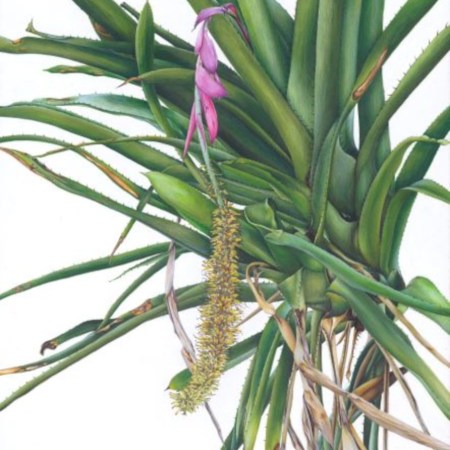 aechmea-setigera-by-annie-chen-rhs-botanical-art-and-photography-show-2022-photo-annie-chen-saatchi gallery-london-uk.jpg