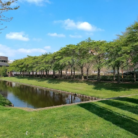 Cherry tree avenue Amstelveen Stadstuinen