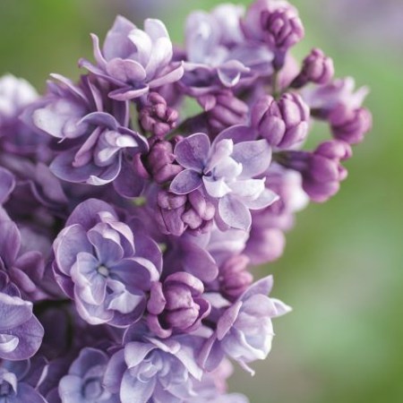 lilac-alice-christianson-photo-georgianna-lane