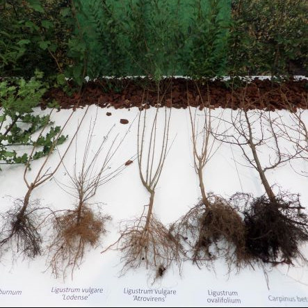 groot-groen-plus-2019-edition-credit-the-flora-journal