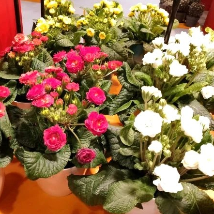 Novelty Primula polyantha hybrid POLLYANNA credit The Flora Journal