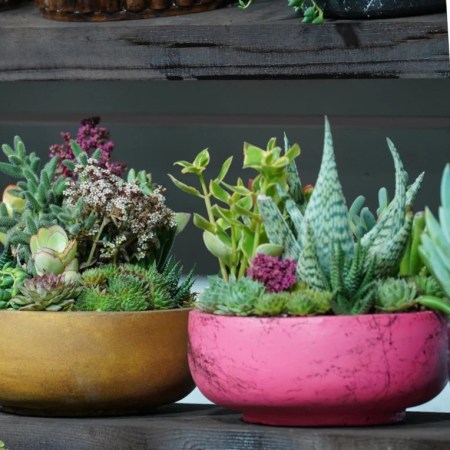 Cacti plants credit Landscape Istanbul Fair