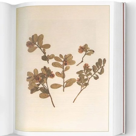 herbarium-plant-example-credit-antiga-edizioni