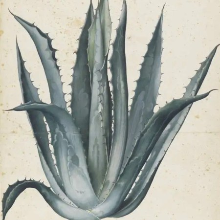 Jacopo Ligozzi, Agave Americana, Florence, Cabinet of Drawings and Prints, Uffizi credit Franco Maria Ricci