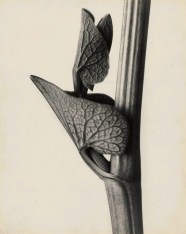 Flora In Focus Karl Blossfeldt s Complete Vision Photography In Print Flora In Focus Karl Blossfeldt s Complete Vision Photography In Print