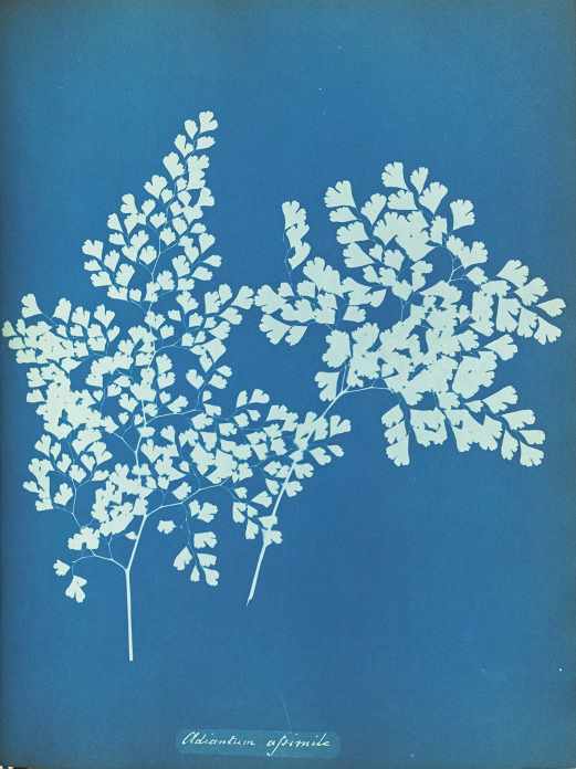 The woman who captured nature in blue: Anna Atkins and the birth